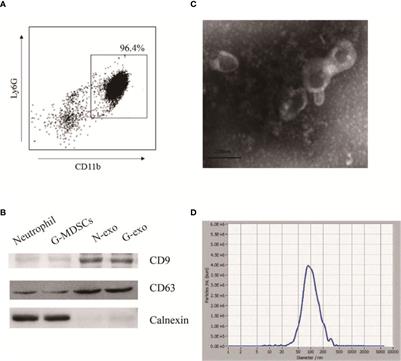 Granulocytic Myeloid-Derived Suppressor Cell Exosomal Prostaglandin E2 Ameliorates Collagen-Induced Arthritis by Enhancing IL-10+ B Cells